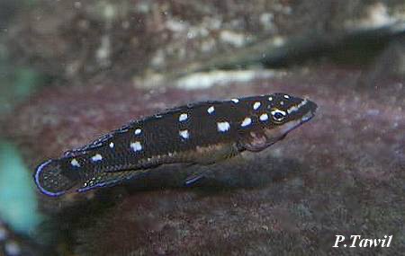 Julidochromis sp. 'ornatus kapampa' Kapampa